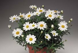 Image result for Argyranthemum