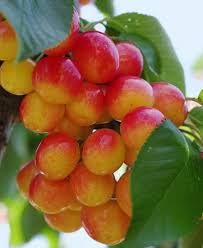 When you order fruit trees online from our mail order nursery, your order will be scheduled to ship at the best time for planting in your area. Cherry Trees For Sale Order Fruit Trees Raintree Nursery In 2021 Fruit Trees For Sale Weeping Cherry Tree Rainier Cherries