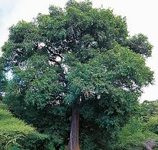 Rubber plant, rubber tree, india rubber plant. Tree In Hindi And English à¤ª à¤¡ à¤• à¤¨ à¤®