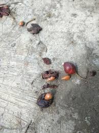 Image result for Manilkara kauki