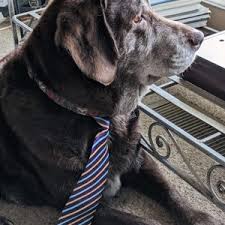 Get directions, reviews and information for west coast pet memorial in escondido, ca. West Coast Pet Memorial Seattle 33 Photos 15 Reviews Pet Cremation Services 23646 Military Rd S Kent Wa United States Phone Number