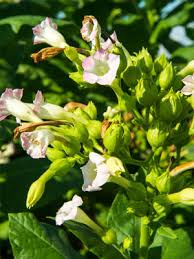 Image result for Nicotiana