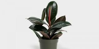 Oh iya, ham pir satu dekade yang lalu, tanaman ini sempat menjadi tren dengan harga hingga puluhan juta rupiah, loh. 7 Rekomendasi Tanaman Hias Berdaun Lebar Popmama Com