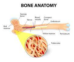 Structure and gross anatomy  edit source What Is Bone Marrow Cll Society
