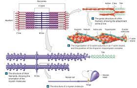 10 3 Skeletal Muscle Fibers Are Organized Into Repeating Functional Units That Contain Sliding Filaments