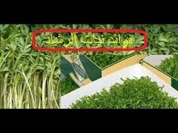 هل تعرف فوائد الرشاد الأخضر فوائد رائعة وطبيعية استخدامات حبوب الرشاد herbs blog blog posts