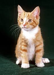 Well, orange tabby cats are amazing! Orange Tabby Kitten Photograph By Larry Allan