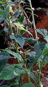 Image result for Struchium