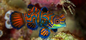 Sometimes smaller prepared shrimp can substituted instead. Mandarin Dragonet Breeding Tropical Fish Hobbyist Magazine