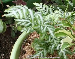 Pteris, silver lace fern, slender brake fern 'evergemiensis'. Photo Of The Leaves Of Silver Lace Fern Pteris Ensiformis Evergemiensis Posted By 4susiesjoy Garden Org