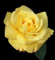 Download Free Yellow Images Pictures And Royalty Free Stock Photos Freeimages Com