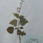 Image result for Equilabium