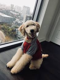 Hours may change under current circumstances Austin Golden Doodles