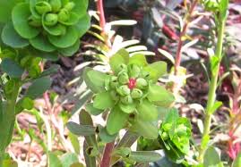 Image result for Euphorbia serratifolia