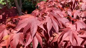 Fertilizing japanese maples, how and when should it be done? Japanese Maple Bloodgood Youtube