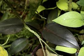 Philodendron Zulu Prince In The Philodendrons Database Garden Org