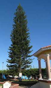 Image result for Araucaria columnaris