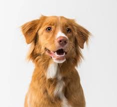 Hester Biosciences Limited