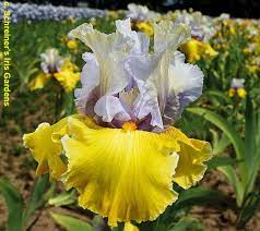 Tbwonderfultosee Tbuthruz Iris Wiki Iris Flowers Iris Garden Bearded Iris
