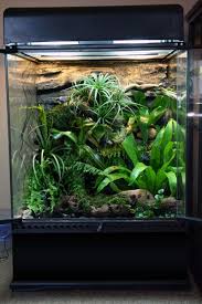 My Latest Rock Wall Tank 18x18x24 Exoterra Exoterra Bioactive Vivarium Crested Gecko Vivarium