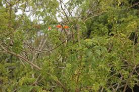 Image result for Tecomaria nyassae