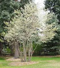 Image result for Amelanchier alnifolia