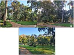 Image result for Triplochiton zambesiacus