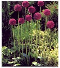 Unique allium like star of persia and pink large flowering allium stand out in. Giant Onion Allium Giganteum Calyx Flowers Inc