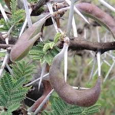 Image result for Acacia kamerunensis
