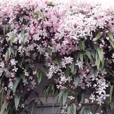 The minimum size should be 18 x18 inches 45 x 45cm; Clematis Armandii Apple Blossom Groenblijvend Immergruner Garten Pflanzen Garten