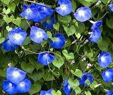 The plants below are just some of the climbing flowers that love to be in the sunlight. Pergola Planting Annual Climbers In Pots News Perfect Pergolas Uk Made Built To Order Pergola
