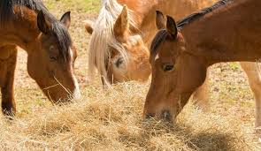 Once your horse is doing. When Is Ad Lib Just Too Much Trickle Net Best Slow Feeder Hay Nets For Horses Small Holed Haynet