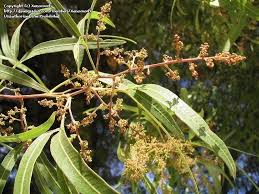 Image result for Searsia acuminatissima