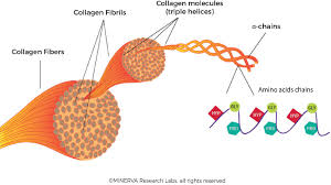 Skin Collagen Through The Lifestages Importance For Skin Health And Beauty