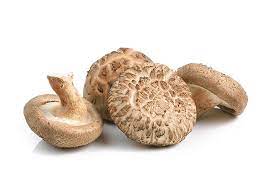 Should Your Dog Eat Mushrooms Here Are The Health Benefits Of The Fungi
