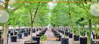 Image result for Terminalia mantaly