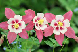 It attracts butterflies and hummingbirds and has an extended bloom time of 4 weeks. 10 Best Flowers For Attracting Hummingbirds
