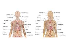 Anatomie A Z Organe Im Menschlichen Korper Aufgaben Funktion Krankheiten Krank De