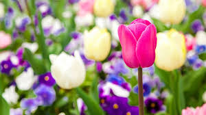 Alles rund ums thema garten und pflanzen auf terrasse und balkon. Garten Tipps Horst Sein Schrebergarten Rbb