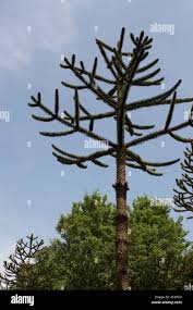 Image result for Araucariaceae