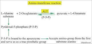 Sgpt Alt Alanine Aminotransferase Serum Glutamic Pyruvic