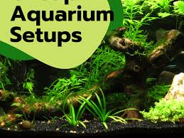 The tank is quite small, at best 5g, i'm thinking more like 3g. Cheap Alternatives To An Aquarium Setup Pethelpful