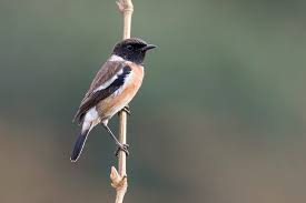 Check spelling or type a new query. Tarabilla Comun Africana Sibilla Ebird