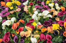 Welchen kostenfaktor hat die calla pflanze kaufen? Calla Pflegen So Gedeiht Die Dekorative Pflanze Besonders Gut