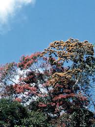 Image result for Guazuma