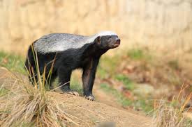 Maybe you would like to learn more about one of these? A 5 Million Year Old Relative Of The Honey Badger Has Been Discovered