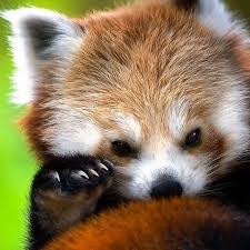 Baby Red Panda Instababby And Follow Us To Be Featured Tagforlikes Tagsforlikes Love Red Panda Baby Cute Animals Cute Animal Pictures