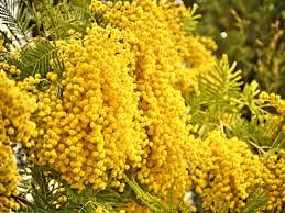 Image result for Mimosa