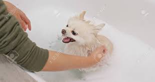Check spelling or type a new query. Pomeranian Dog Take Bath And Get Angry Stock Photo Picture And Royalty Free Image Image 120790436