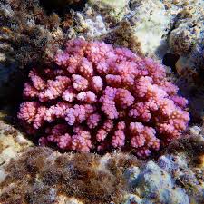 Image result for Microcoelia corallina